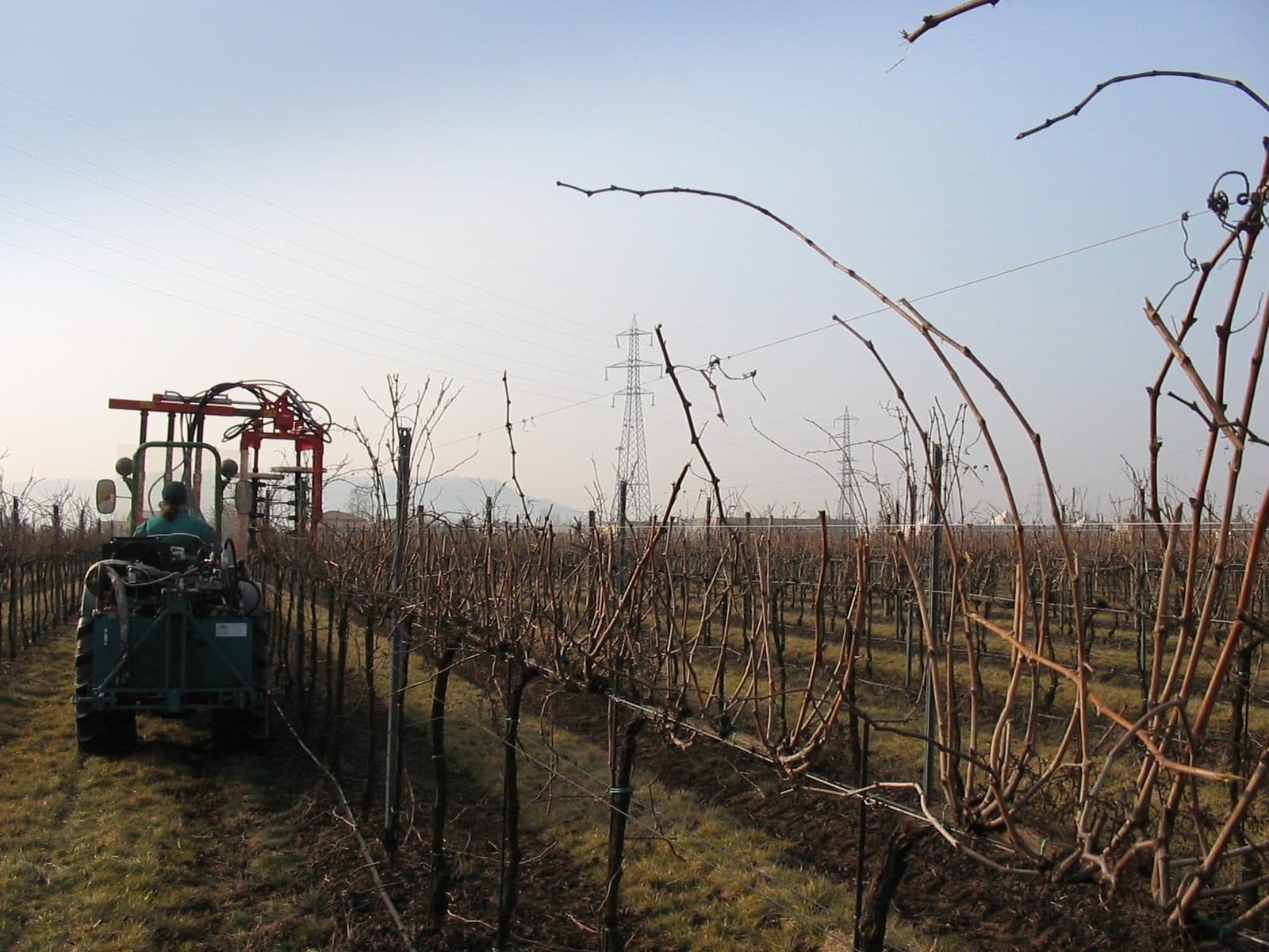 Harvest among the Ca' del Sette rows