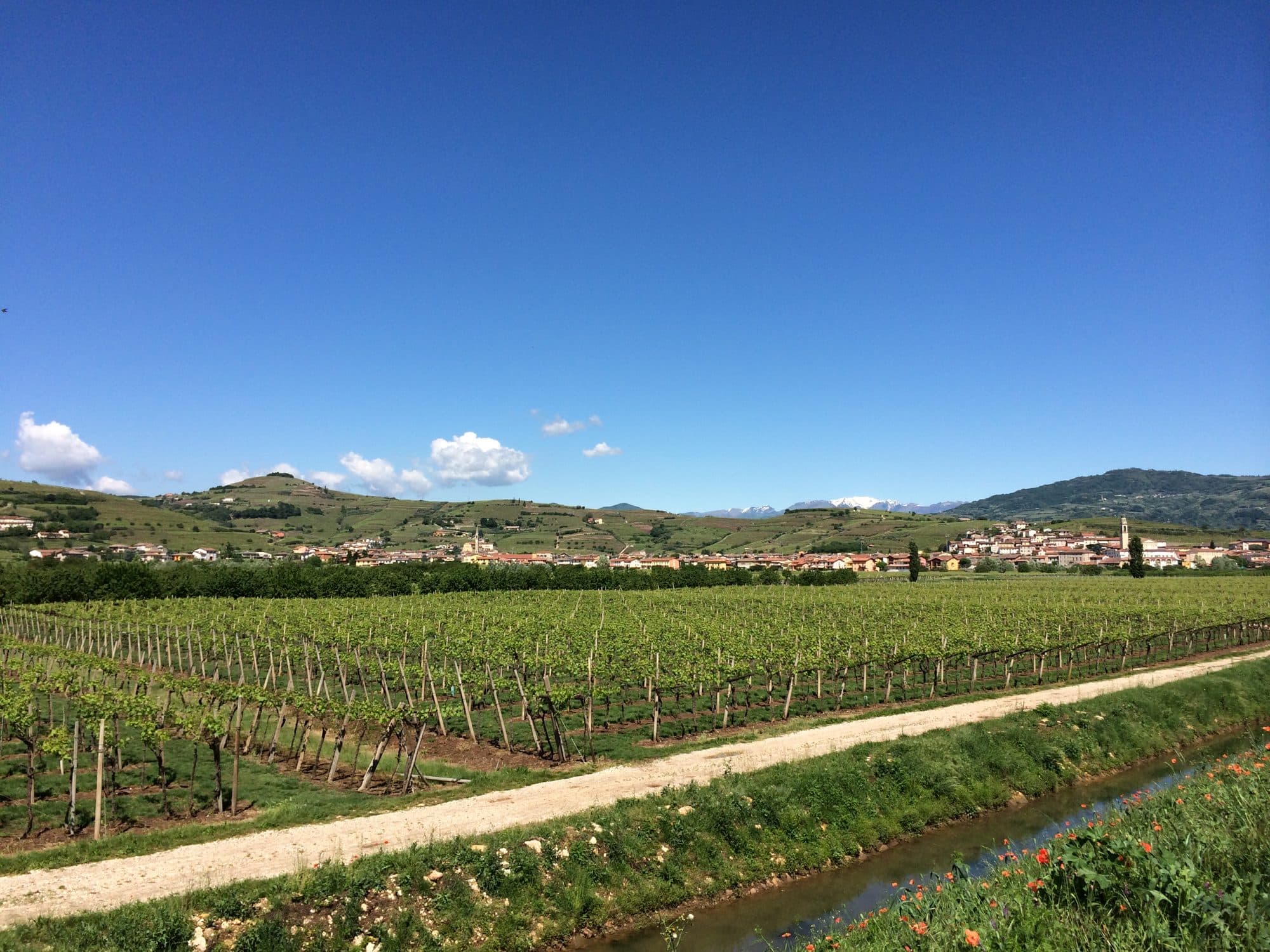 Hillside vineyards towards the Lessini Mountains