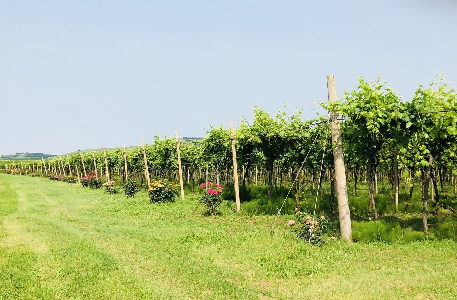 Harvest among the Ca' del Sette rows