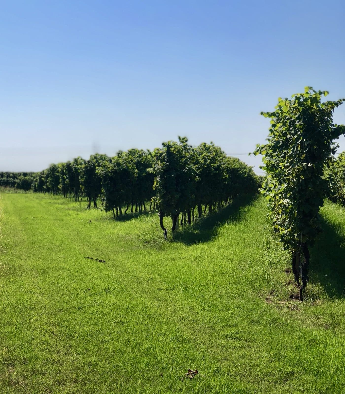 Harvest among the Ca' del Sette rows