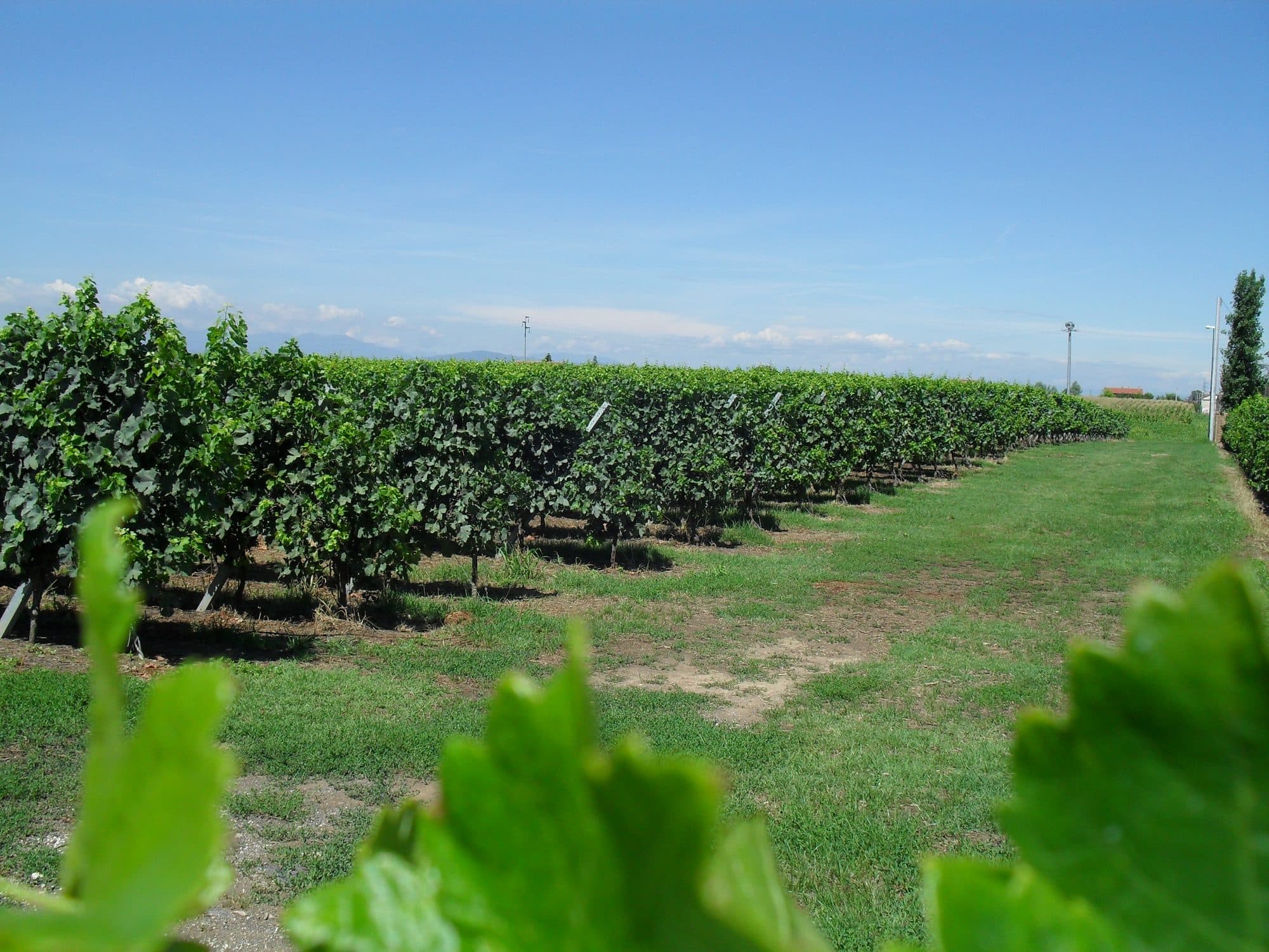 The Albaredo d'Adige vineyard
