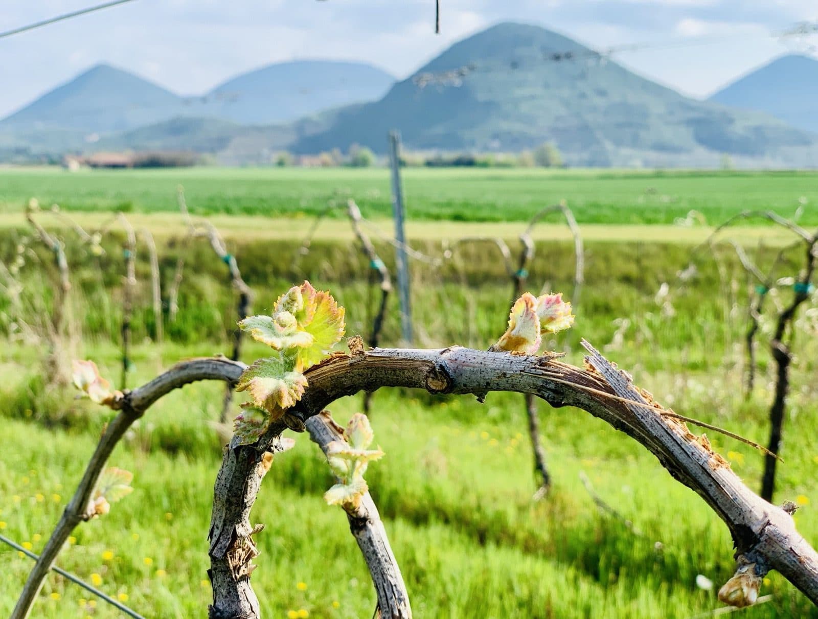 Vineyard at the foot of the Euganean Hills
