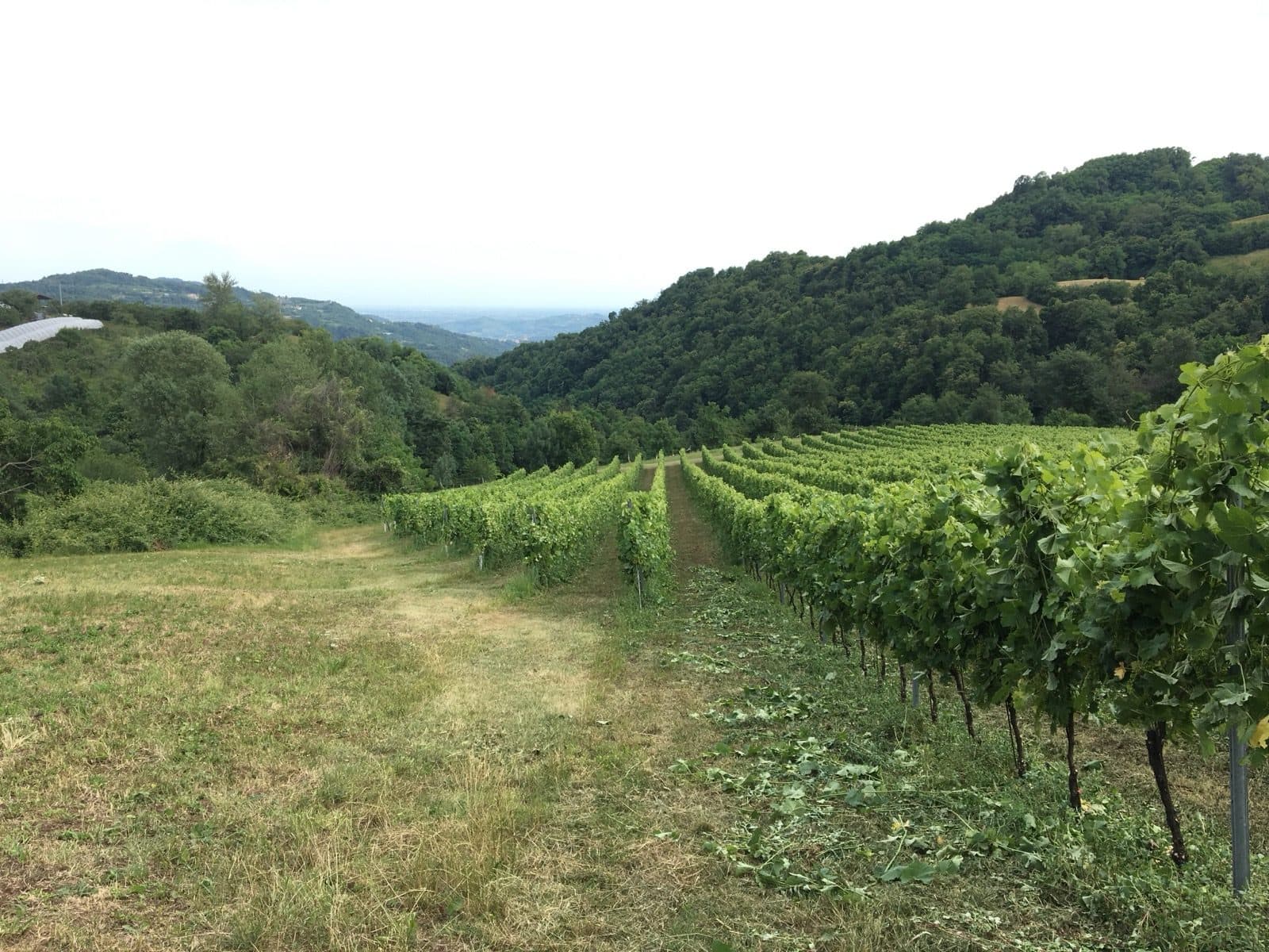 The Vestenanova vineyard, among the highest in the Veneto